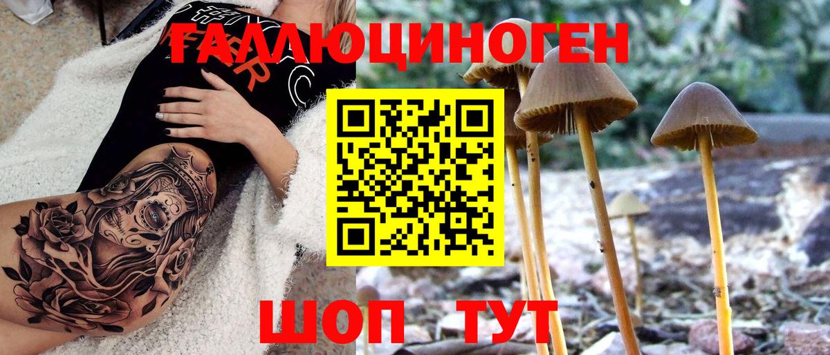 Псилоцибиновые грибы Psilocybine cubensis  Псилоцибиновые грибы прущие грибы  Елизово 